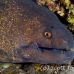 moray_yellowmargin_bhr_tam_h_0090_bal5833.jpg